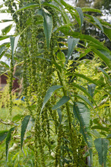 Obraz premium Vertical image of a female plant of Datisca cannabina, commonly known as false hemp, Cretan hemp, acalbir, or akalbir, in flower in a garden