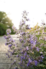 lavender flowers in the garden