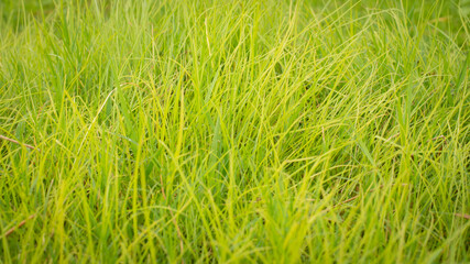 Green nature grass texture nature background