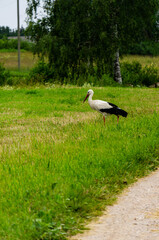 Beautiful landscape. A stork in the field is looking for food.