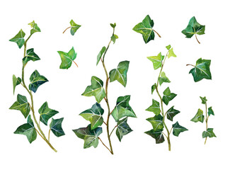 Watercolor botanical set of plant fern. - obrazy, fototapety, plakaty