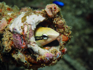 Striped blenny hiding in a pipe