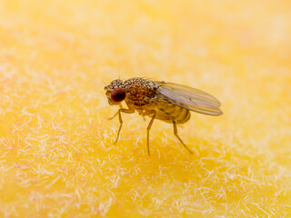 Tropical Fruit Fly Drosophila Diptera Parasite Insect Pest on Ripe Fruit Vegetable Macro