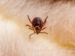 Encephalitis Virus or Lyme Borreliosis Disease Infectious Dermacentor Tick Arachnid Parasite Insect on Animal Fur
