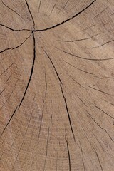 Fototapeta premium Close-up of cut tree, log with cracks. Wooden background, texture