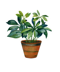 Watercolor botanical illustration of house plant.
