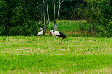 Obraz na płótnie Canvas Beautiful landscape. A pair of storks in the field looking for food.