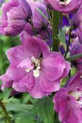 Vertical closeup of the flowers of a delphinium in the 'Magic Fountains' series © Nancy J. Ondra