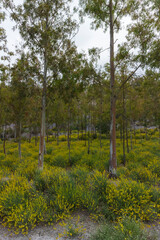 Fototapeta na wymiar bushes with yellow flowers in spring