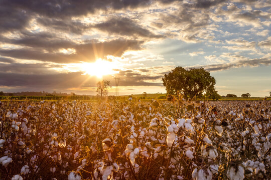 Sunset over a blooming cotton field