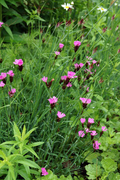 Vertical image of a clump of Carthusian pink (Dianthus carthusianorum), also known as clusterhead pink, in a garden setting