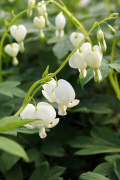 Vertical closeup of the heart-shaped flowers of white bleeding heart (Lamprocapnos [formerly Dicentra] spectabilis)