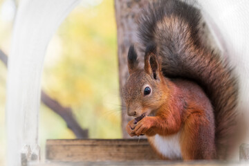  Squirrel portrait in autumn park scene. Autumn squirrel gnaws a nut. Selective focus
