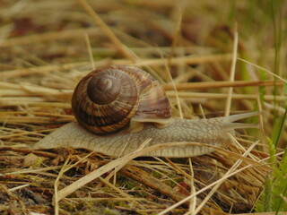 snail on the grass