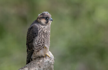 Peregrine Falcon Perched