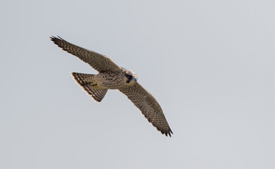 Peregrine Falcon Flying