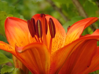 orange lily flower