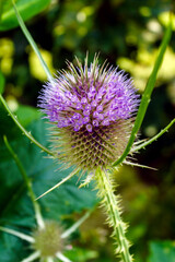 The flowerhead of common teasel (Dipsacus fullonum) in bloom
