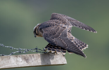 Peregrine Falcon Perched