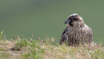 Peregrine Falcon Perched