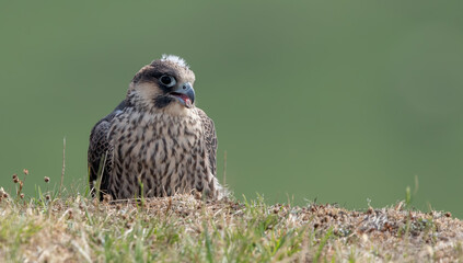 Peregrine Falcon
