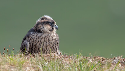 Peregrine Falcon Perched