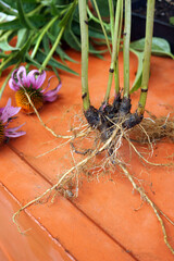 Vertical image of the roots and flowers of purple coneflower (Echinacea purpurea) on a terra cotta...