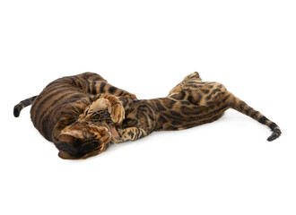 Two cats fight and bite each other. Isolated on white background.