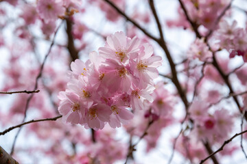 One brief season moment in spring time is the blooming of sakura tree.