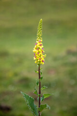 Macrophotographie de fleur sauvage - Molène de Chaix - Verbascum chaixii