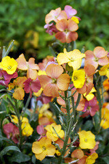 Vertical closeup of the multi-colored flower clusters of 'Winter Party' wallflower (Erysimum 'Winter Party')