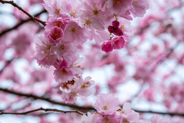 One brief season moment in spring time is the blooming of sakura tree.