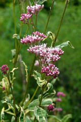 The perennial Eupatorium fortunei 'Pink Frost', commonly known as Japanese Joe-Pye weed, showing the pink flowers and variegated foliage (leaves)