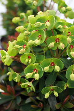 Vertical closeup of the flowers of Tiny Tim Martin's spurge (Euphorbia x martinii 'Waleutiny')