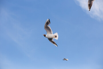 Seagulls fly in the sky over the seas in sunny weather