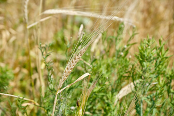 field plants in the wind