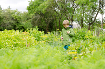 Naklejka na ściany i meble a young gardener with a green jacket and a handful of fresh pea pods.