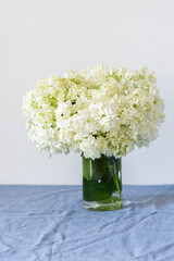 Flowers viburnum opulus Roseum in a vase standing on a table with a blue tablecloth on a white wall background