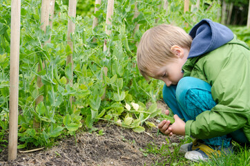 a young gardener with a green jacket and a handful of fresh pea pods.