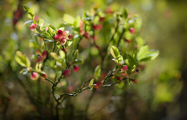 Flowering shrub of commonly called bilberry, wimberry, whortleberry or European blueberry