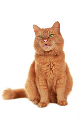 Red domestic cat panting