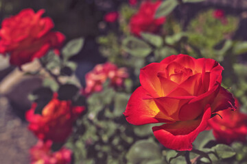 Two-color roses in a garden.