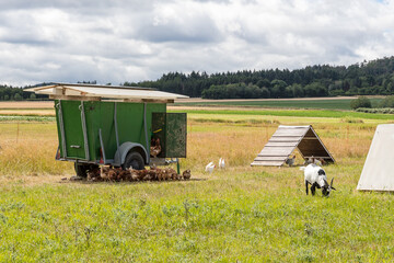 Artgerechte Hühnerhaltung © thosti57