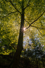 Obraz premium Sun, with aperture star, shines through the treetops in the green forest, trunk of a tree in the center of the picture