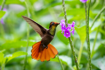 Fototapeta na wymiar A Ruby Topaz hummingbird feeding on a purple Vervain flower in a lush tropical garden.