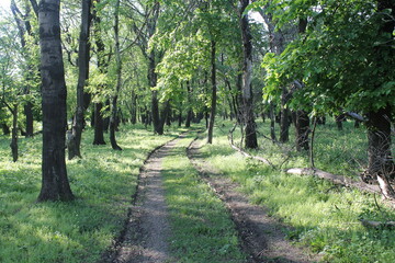 Fototapeta premium path in the forest 