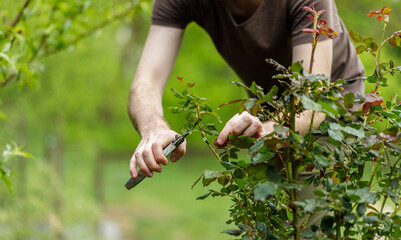 young handsom gardener man pruning roses in the garden