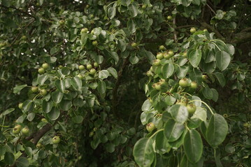 wild pear in the garden