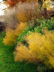 Low-angle shot along a perennial border in fall (autumn), with feathery Arkansas bluestar (Amsonia...