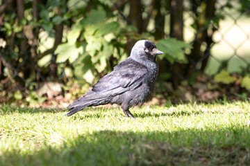 Jackdaw also northern raven (in german Dohle) Coloeus monedula also Corvus monedula